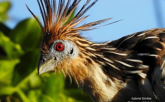 Jacu-cigano é uma das aves observadas no Ecoturismo, que tem crescido