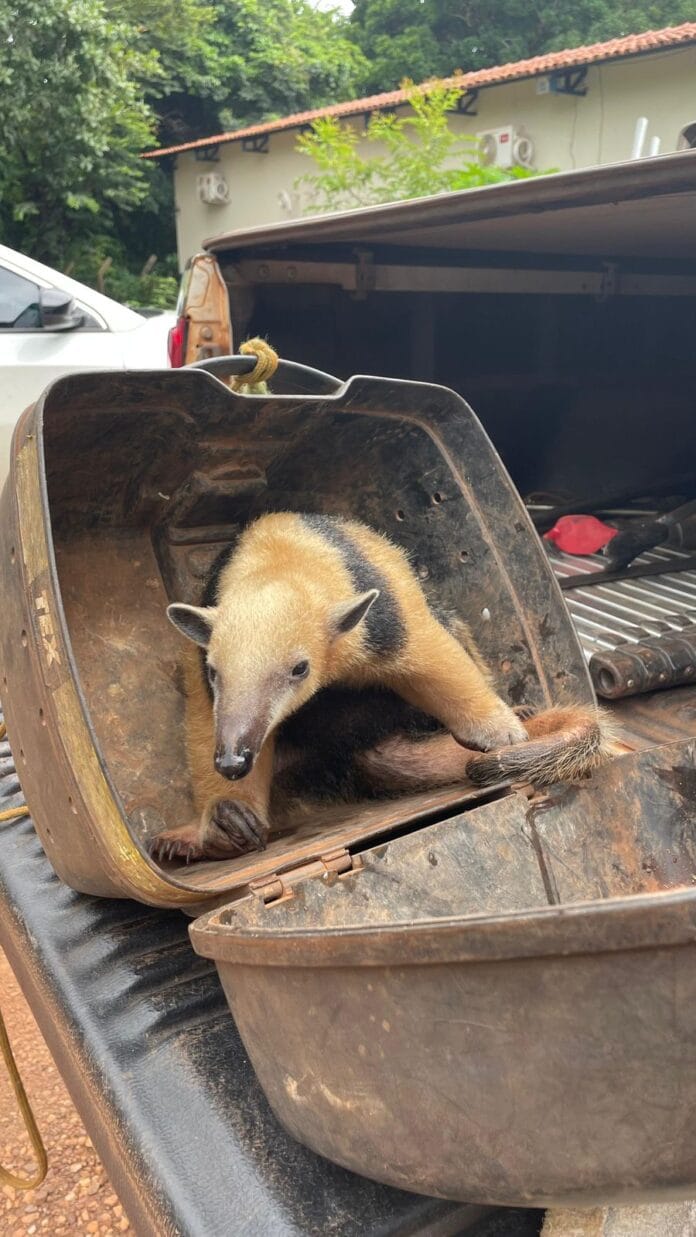 Filhote de tamanduá-bandeira capturado pela Guarda de Palmas