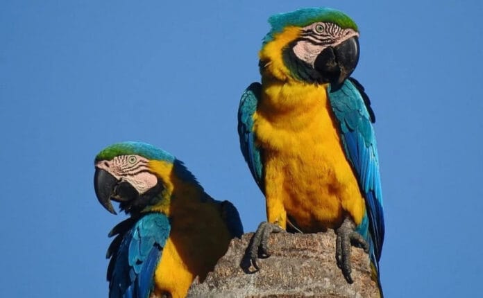 Arara-canindé um dos focos de observação