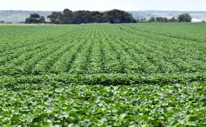 Área de plantação de algodão cresceu 58% Produtores de vem atualizar o cadastro anual para cada inscrição estadual que tiver